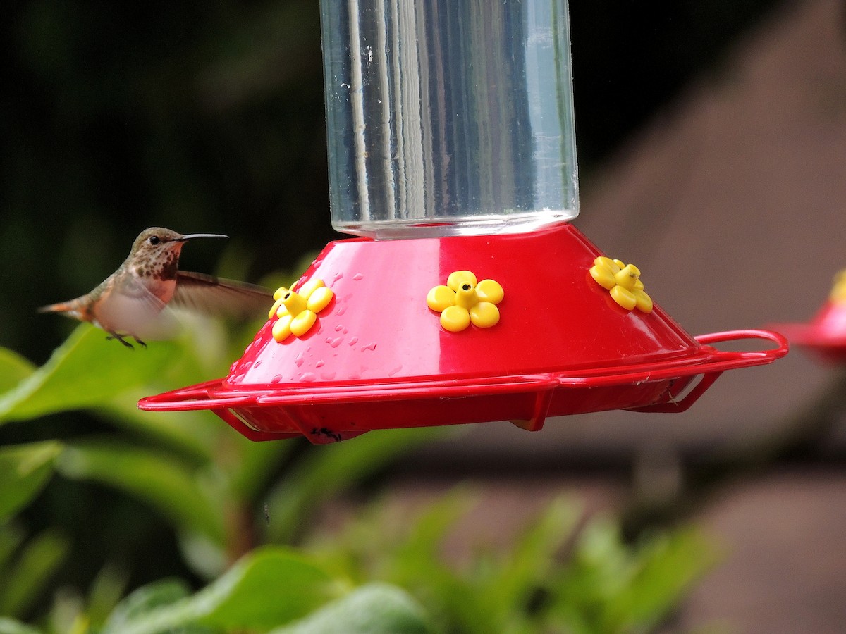Rufous Hummingbird - ML107340101