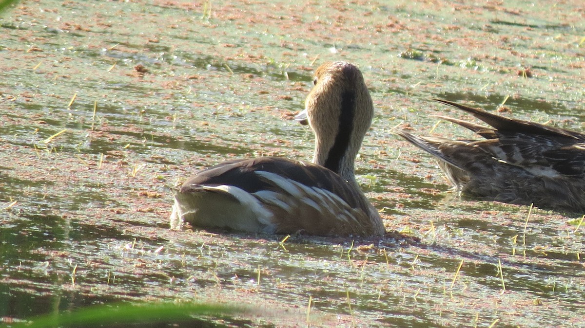 Fulvous Whistling-Duck - ML107340431