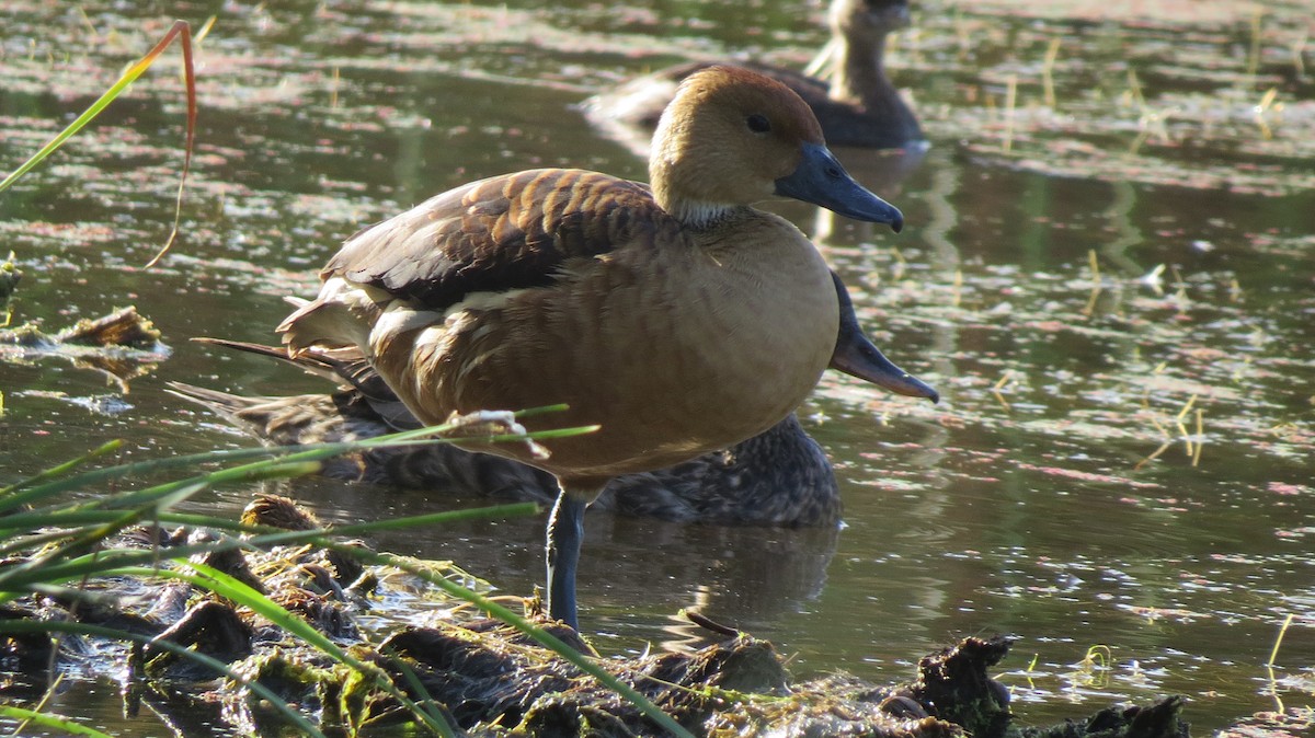 Fulvous Whistling-Duck - ML107340571