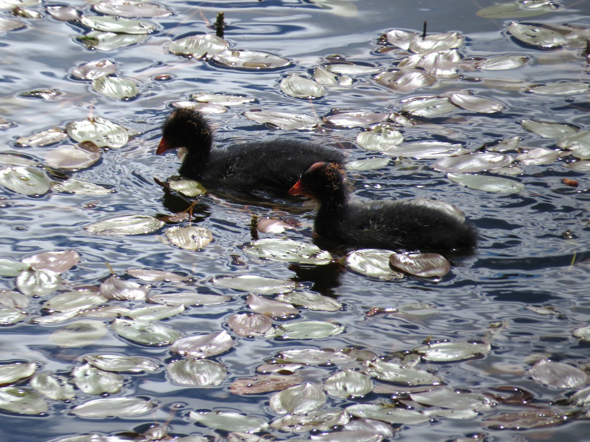 American Coot (Red-shielded) - Vickie Buck