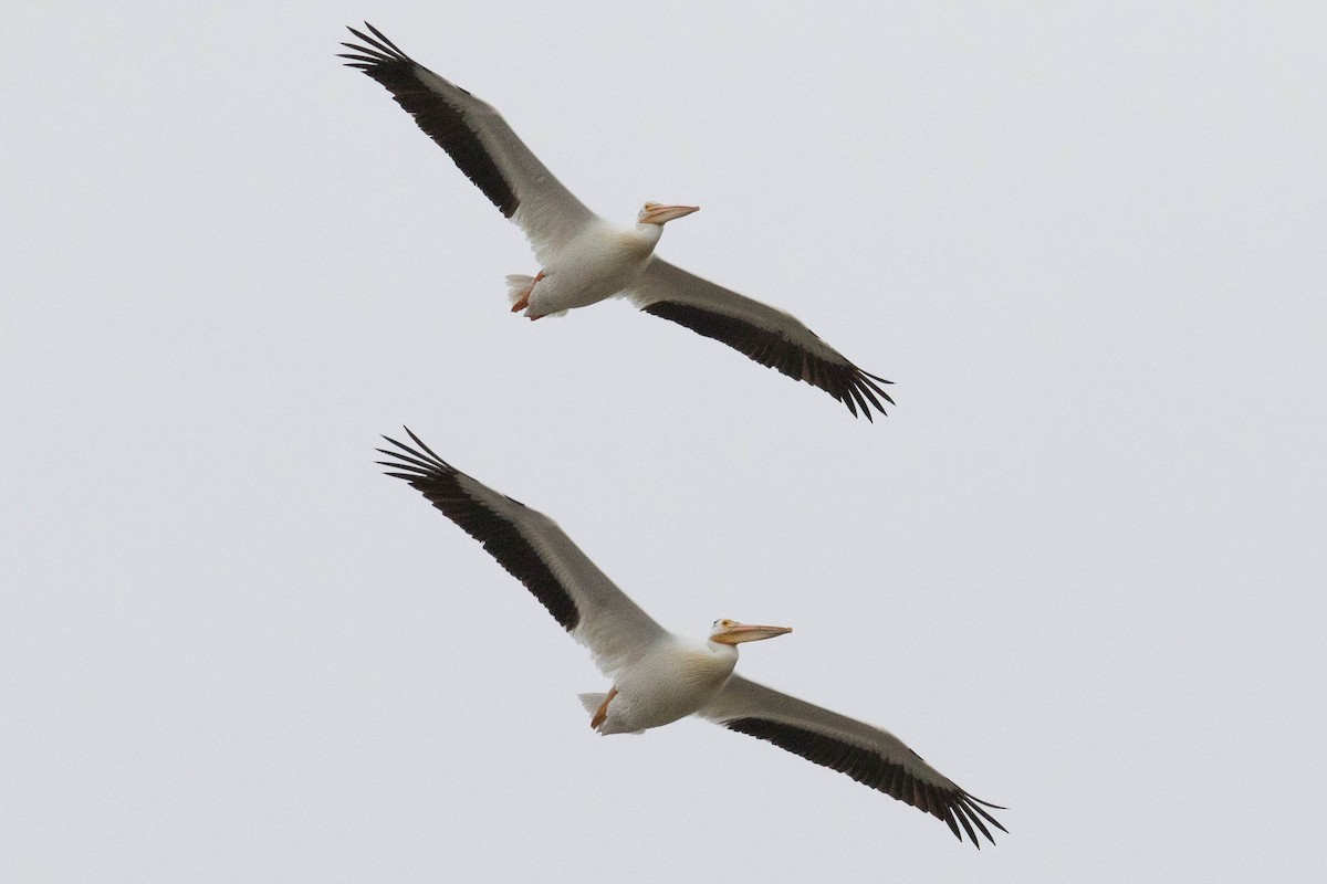 pelikán severoamerický - ML107347141