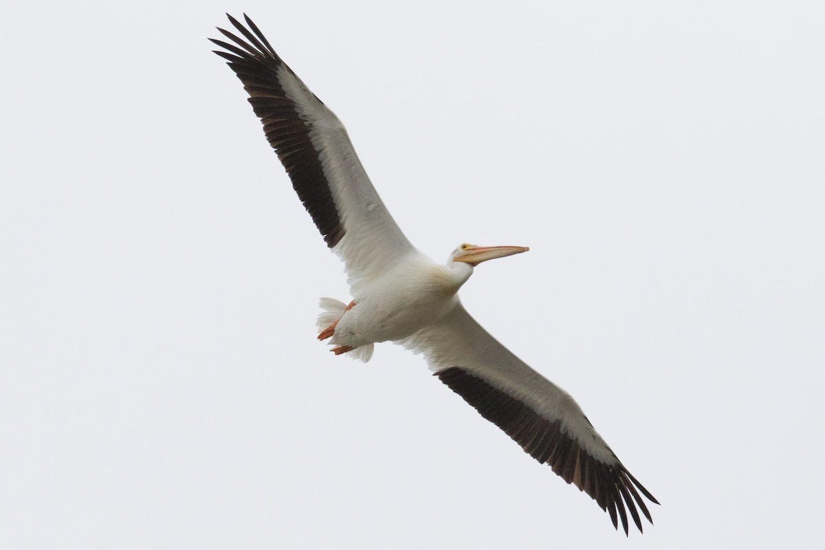 pelikán severoamerický - ML107347231