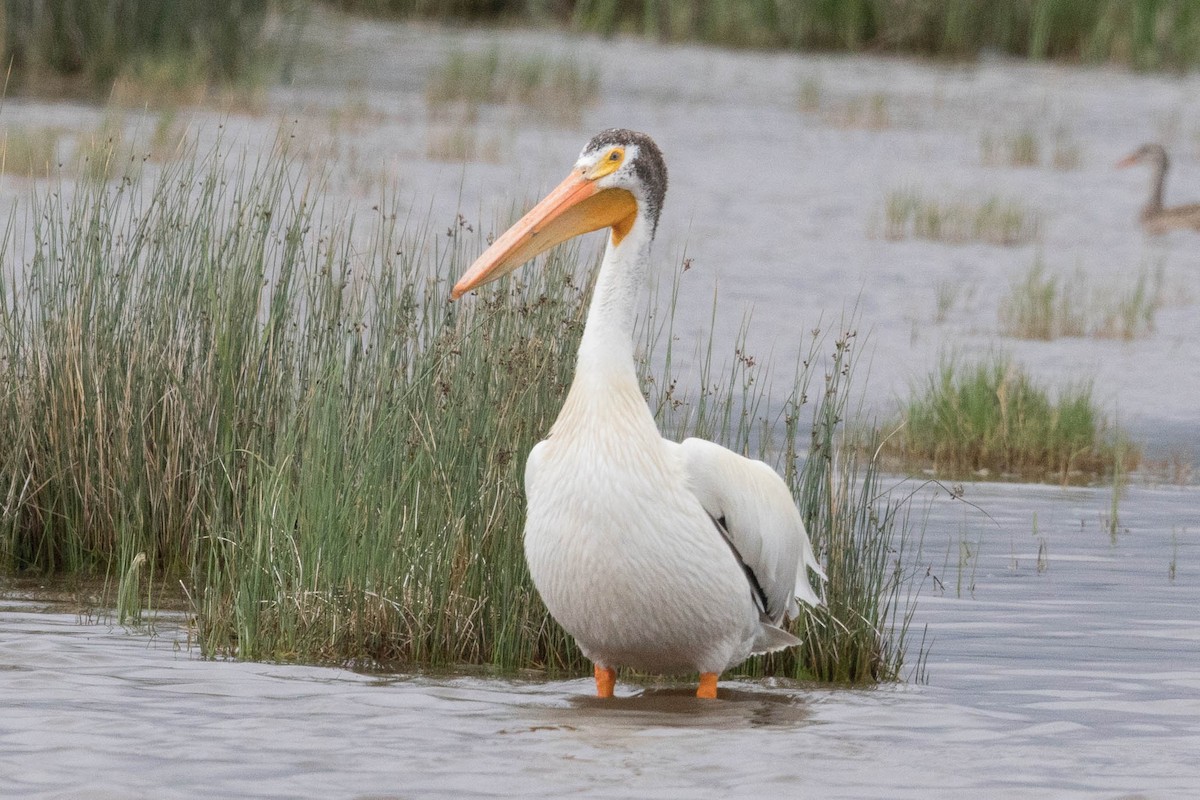 pelikán severoamerický - ML107347411