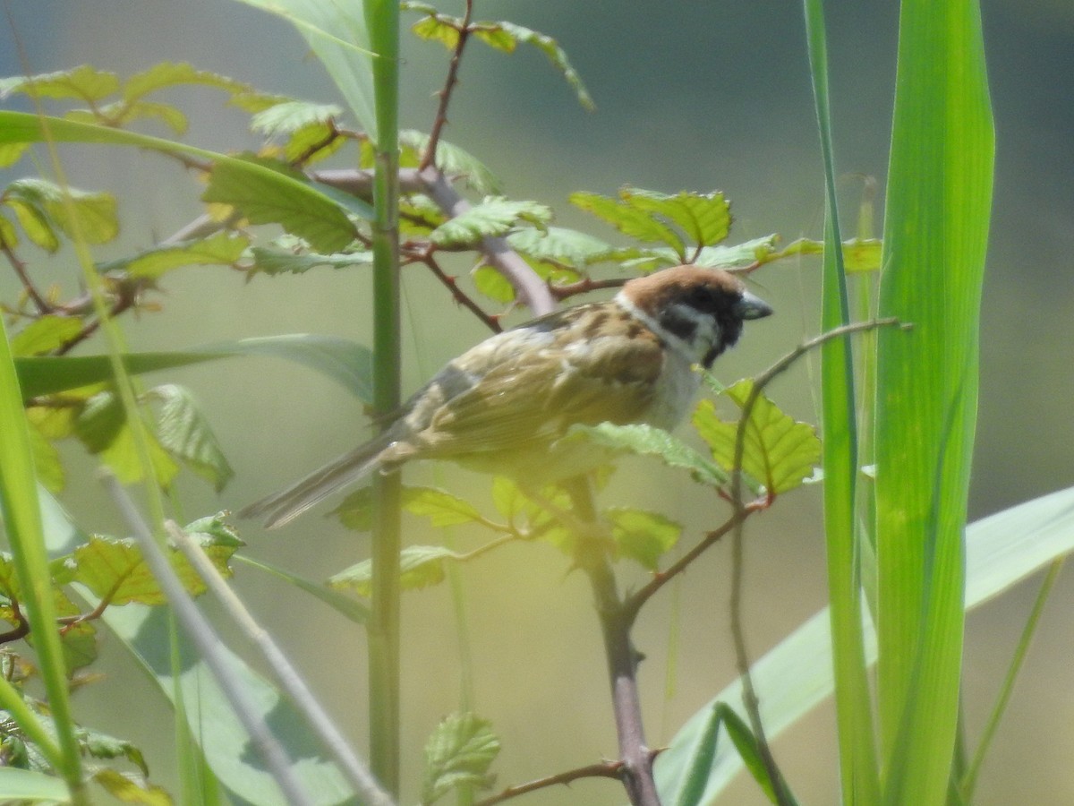Eurasian Tree Sparrow - Teresa Cohen