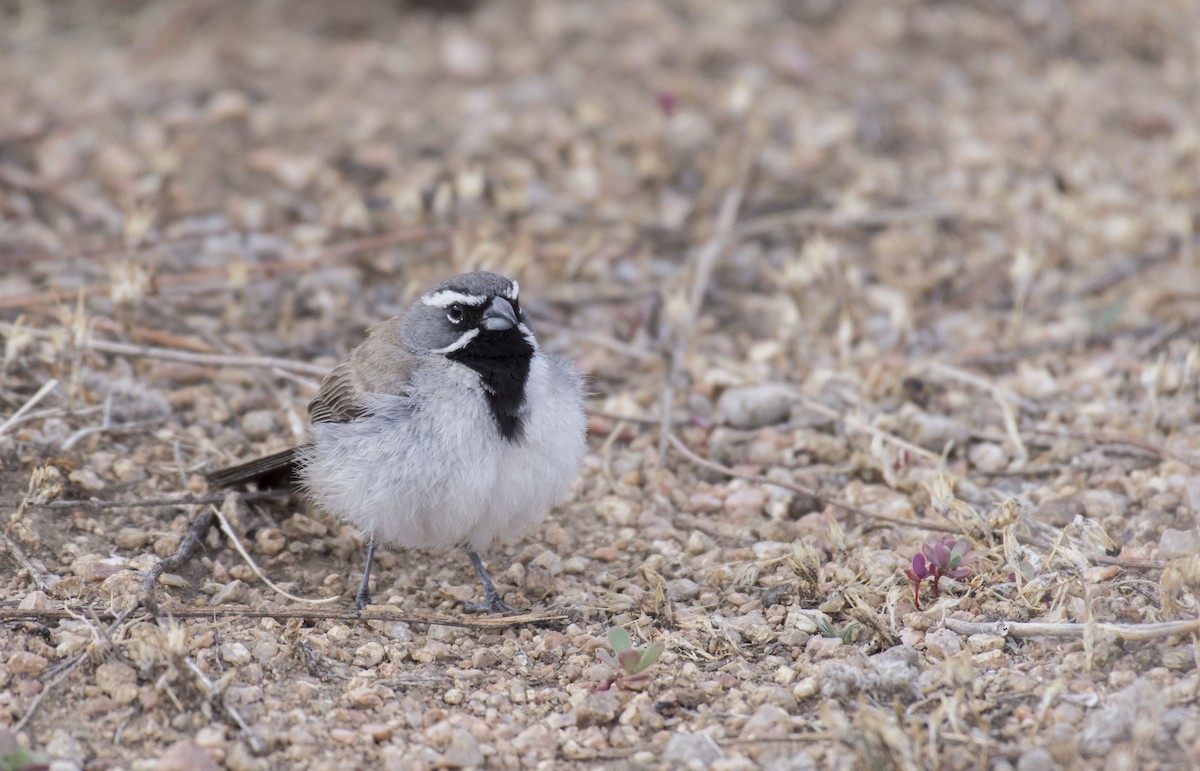 Black-throated Sparrow - Marky Mutchler