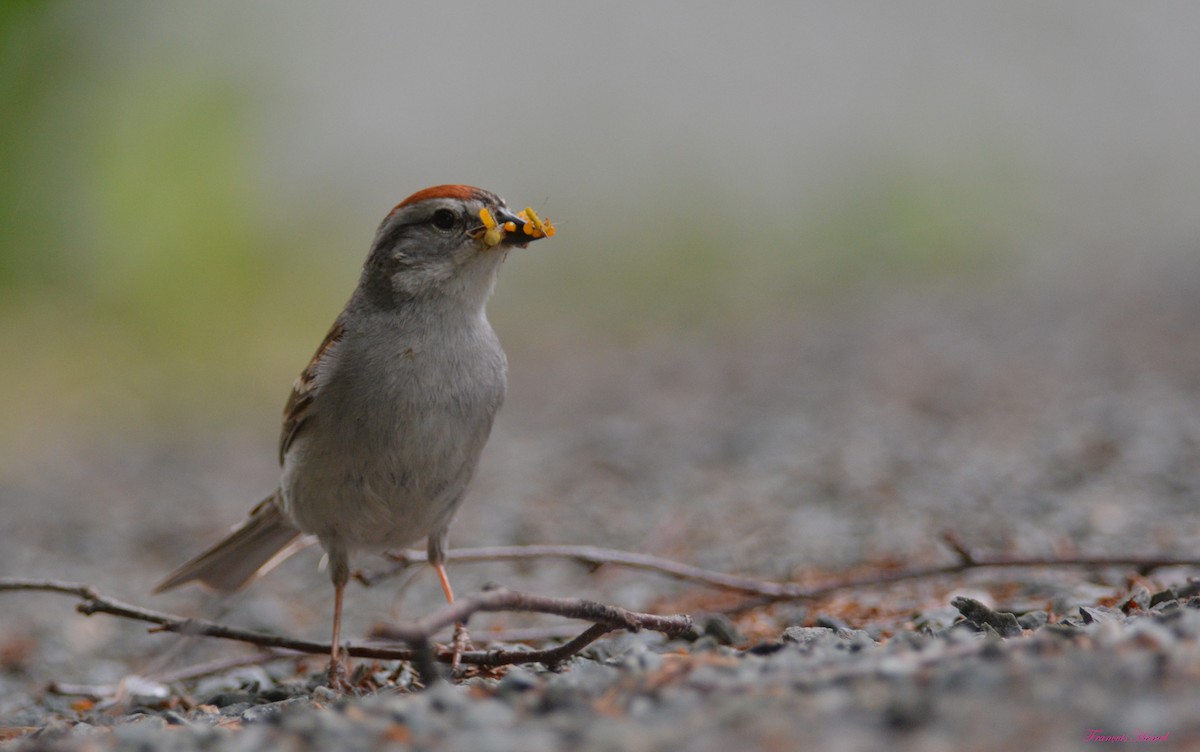 Chipping Sparrow - ML107354261