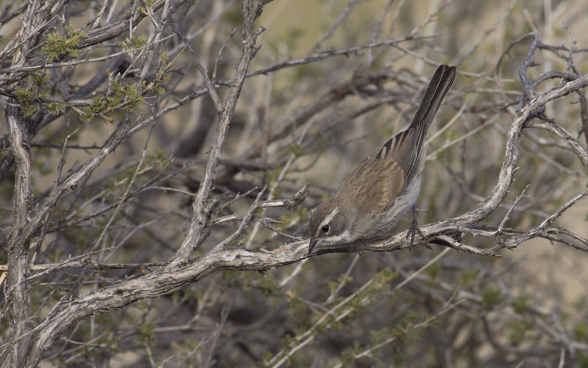 Black-throated Sparrow - ML107355051