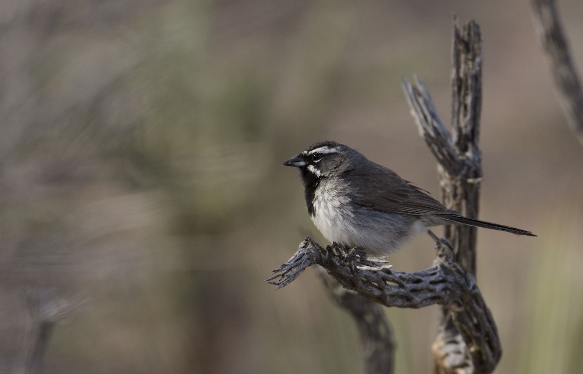 Black-throated Sparrow - Marky Mutchler