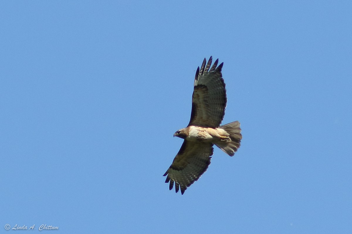 Red-tailed Hawk - ML107356861