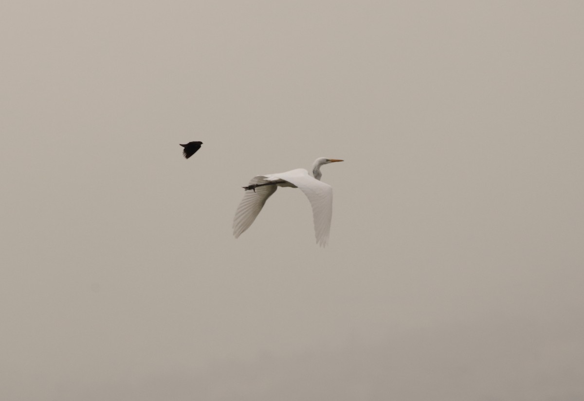 Great Egret - Anuar López