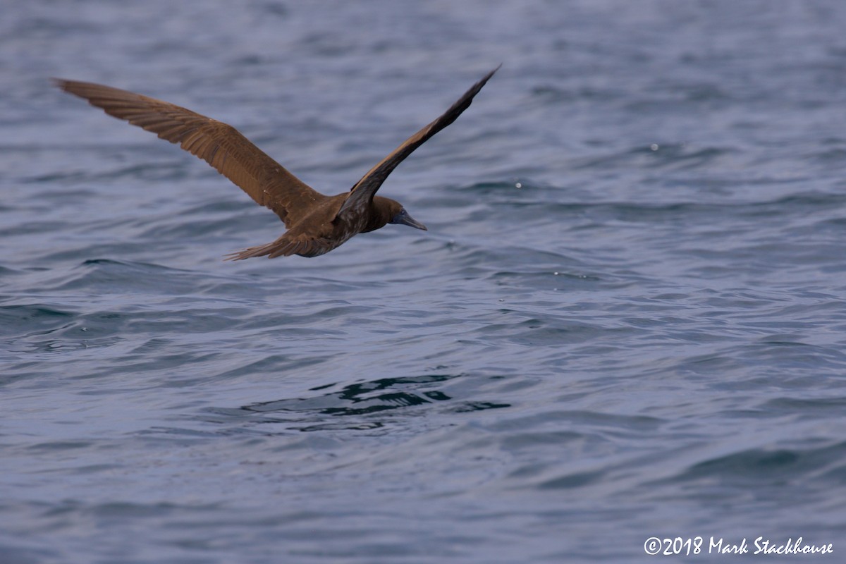 Brown Booby - ML107357991