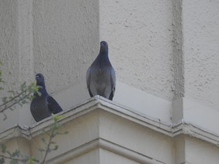 Rock Pigeon (Feral Pigeon), ML107359981