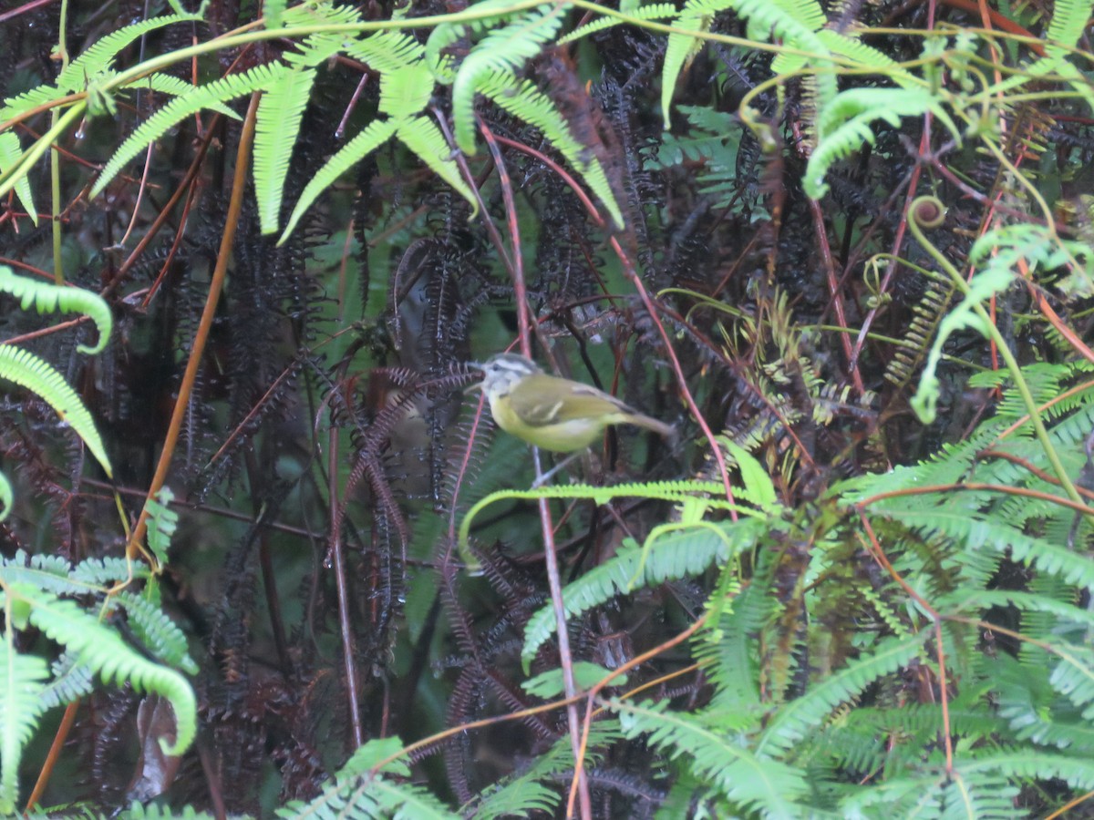 Island Leaf Warbler (Seram) - ML107360071