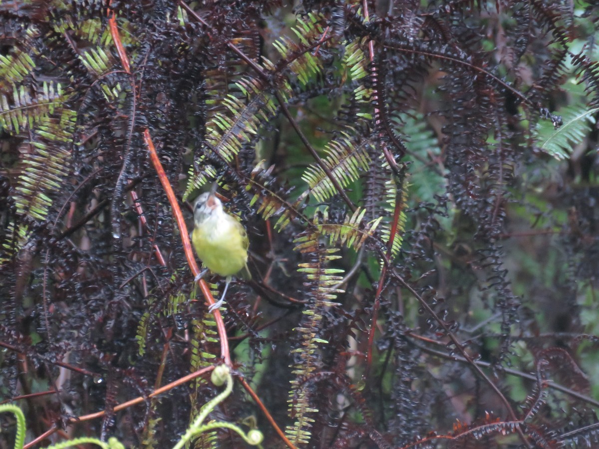 Island Leaf Warbler (Seram) - ML107360081