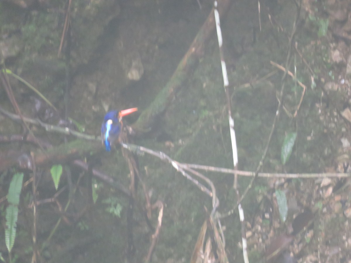 Moluccan Dwarf-Kingfisher (Seram) - Teresa Pegan 🦋