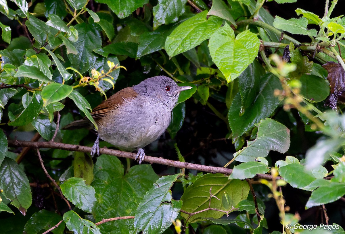African Hill Babbler - George Pagos