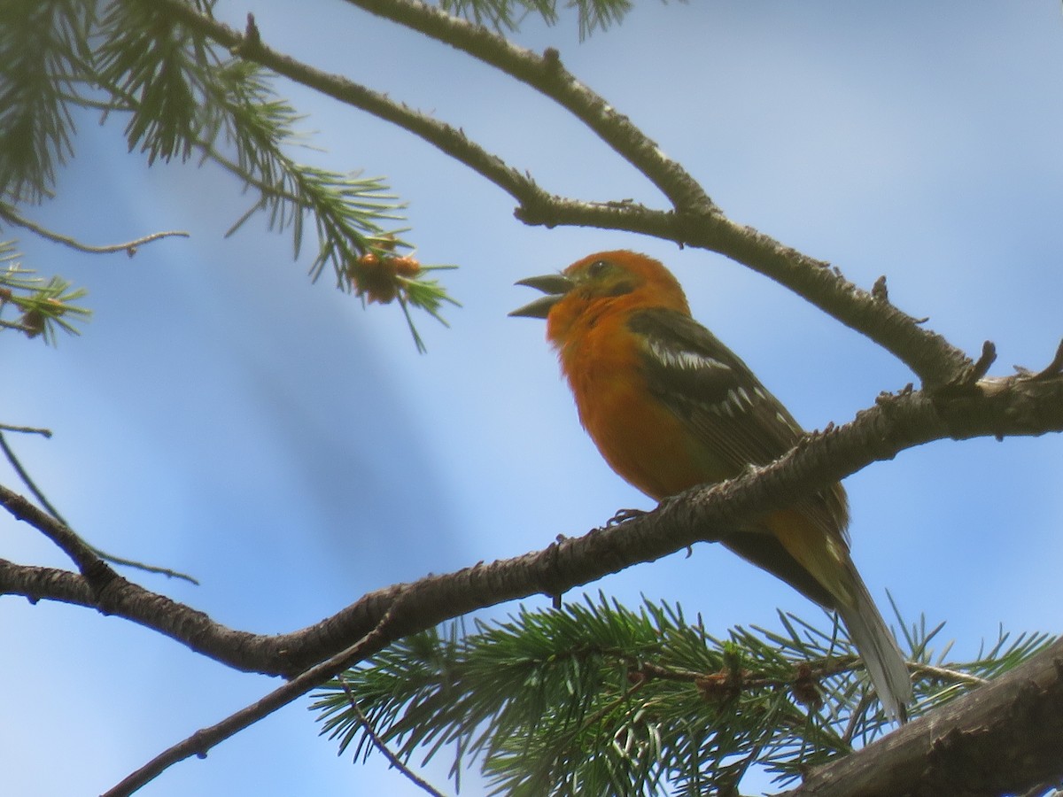 Flame-colored Tanager - Mary Trombley