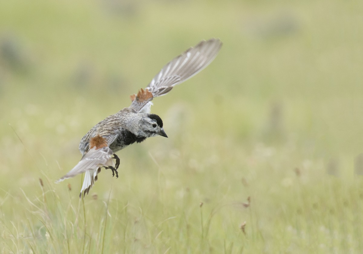 Thick-billed Longspur - ML107366561
