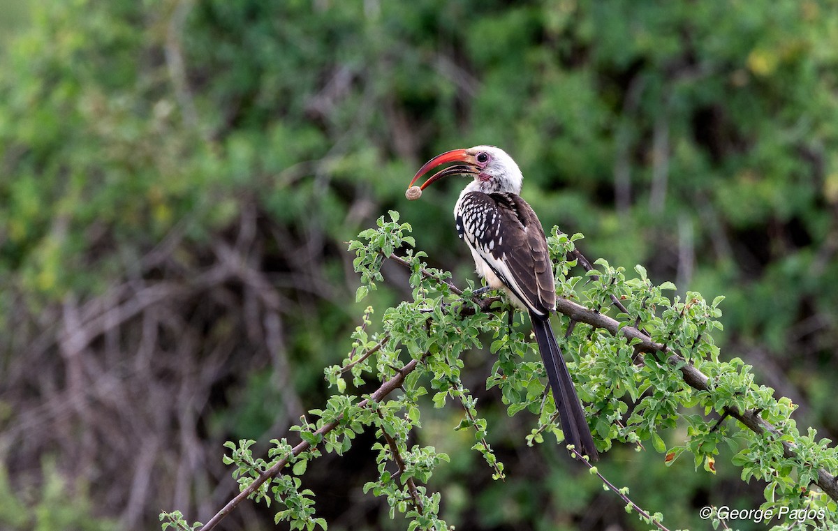 Northern Red-billed Hornbill - George Pagos