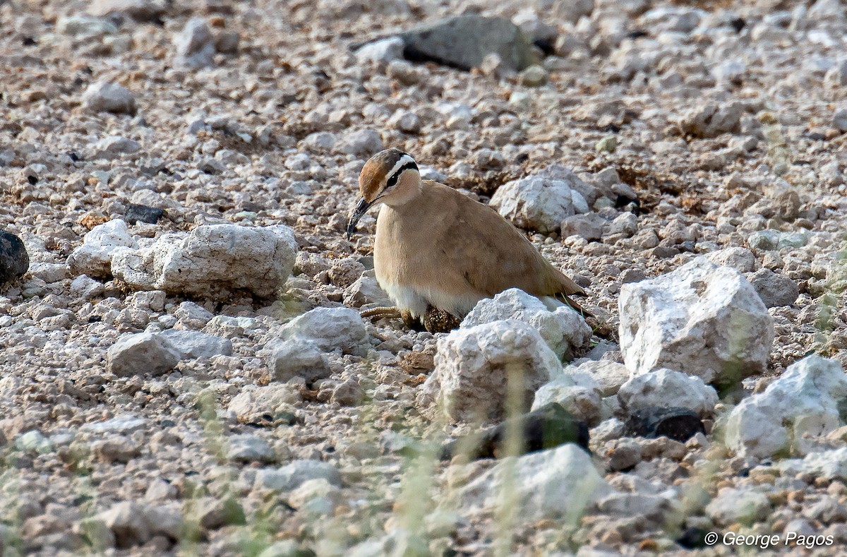 Somali Courser - George Pagos