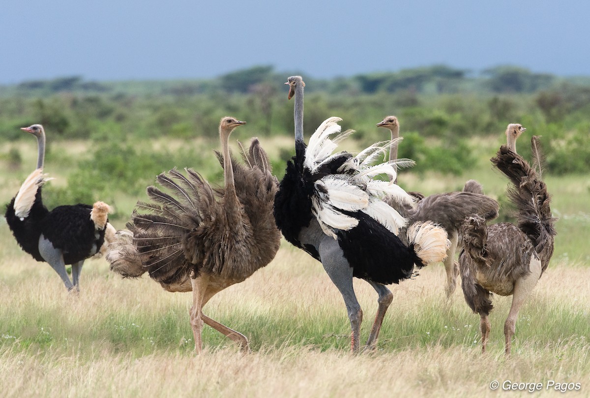 Somali Ostrich - George Pagos