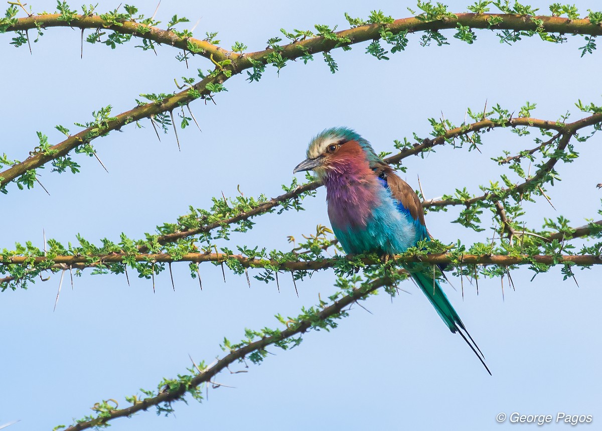 Lilac-breasted Roller - ML107368071