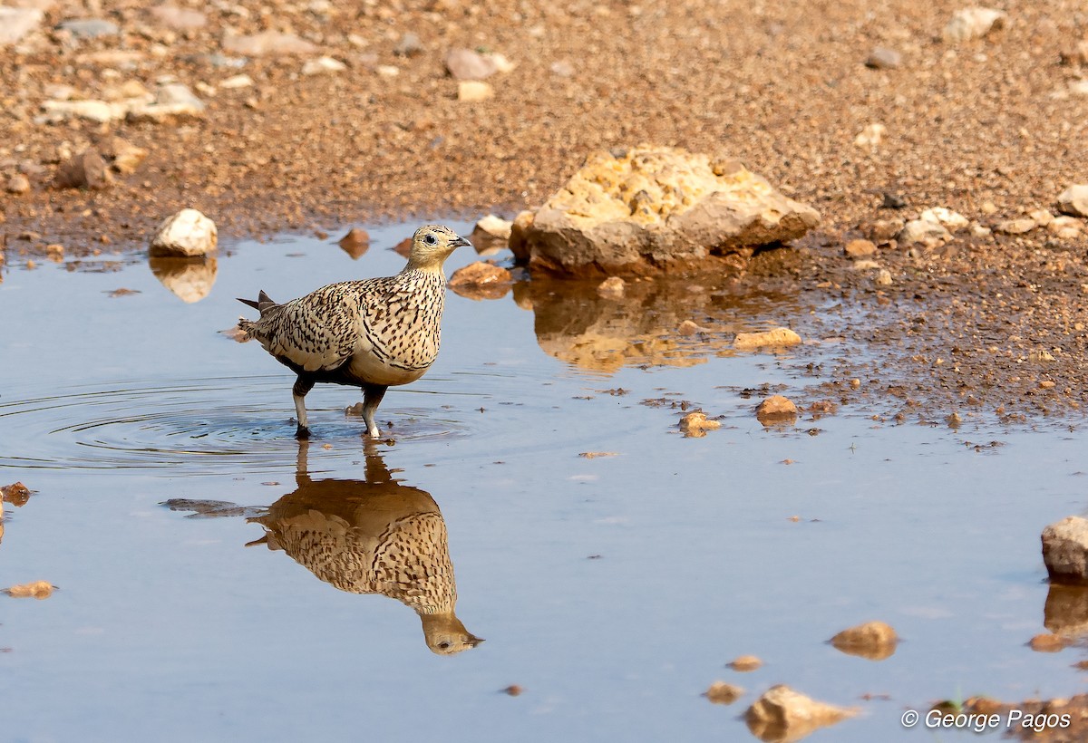 Chestnut-bellied Sandgrouse - George Pagos