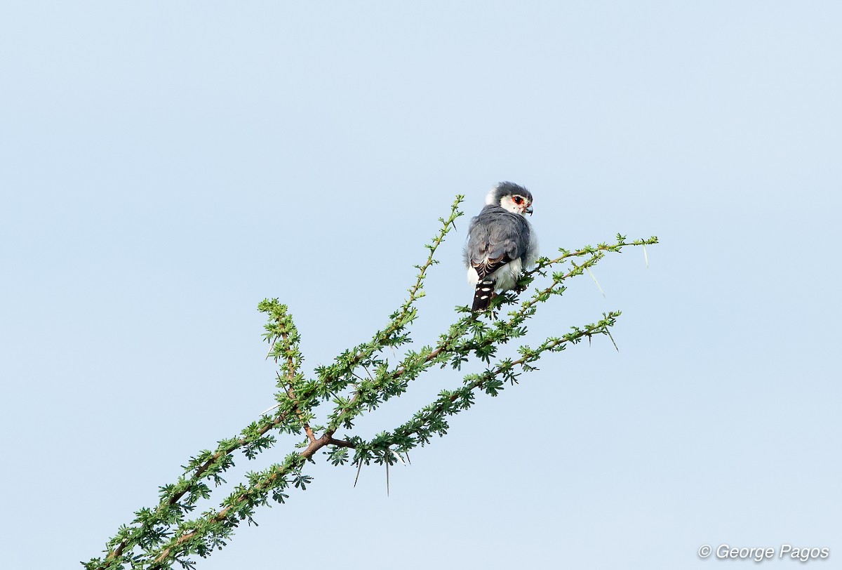 Pygmy Falcon - George Pagos