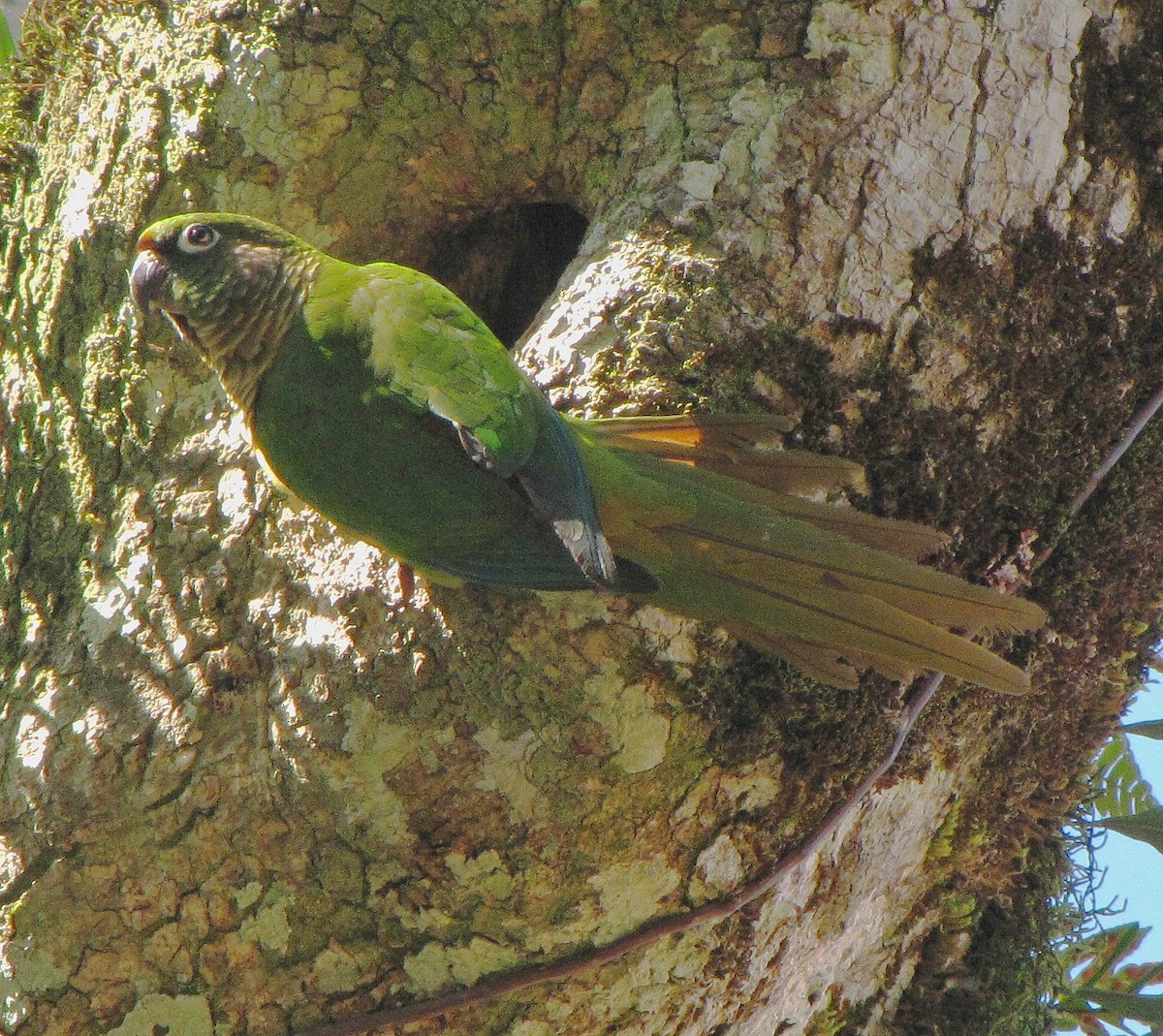 Maroon-bellied Parakeet - Hugo Hulsberg