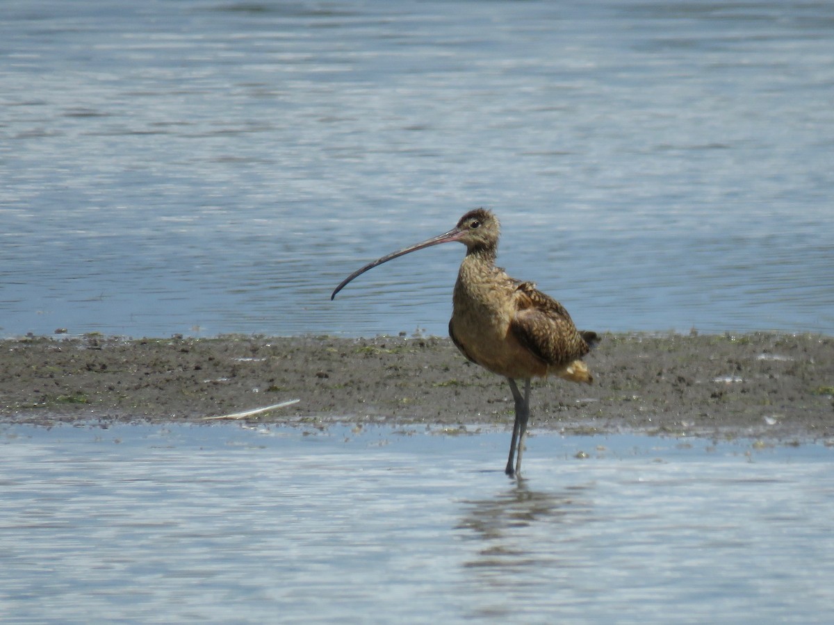 Long-billed Curlew - ML107368961