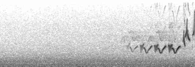 Чечевиця кармінова (підвид purpureus) - ML107369