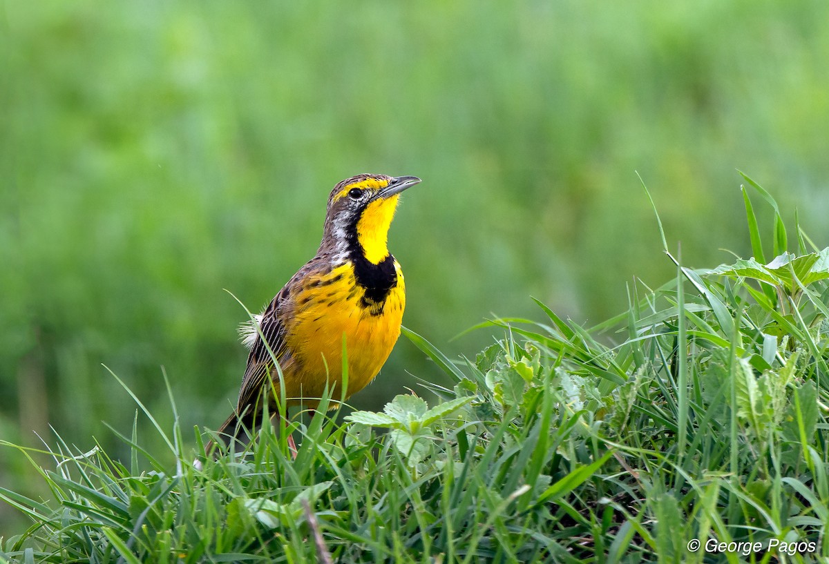 Yellow-throated Longclaw - George Pagos