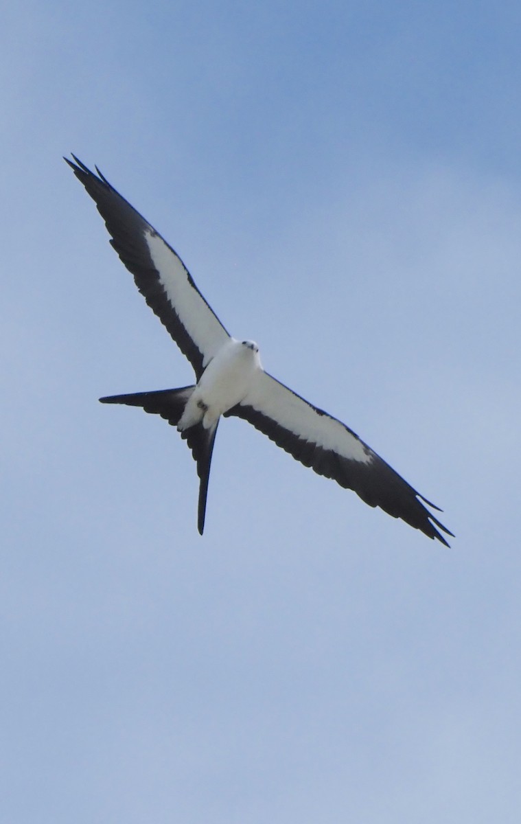 Swallow-tailed Kite - John Skelton