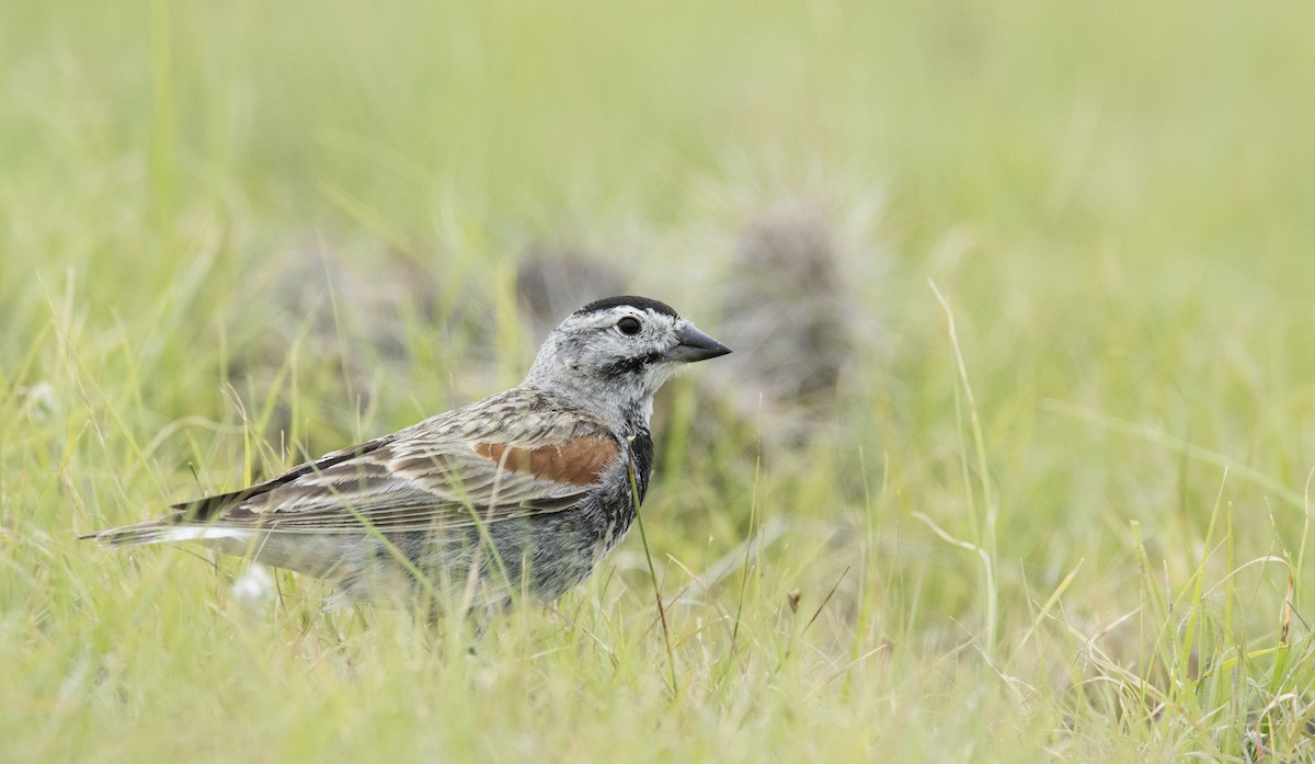 Thick-billed Longspur - Marky Mutchler