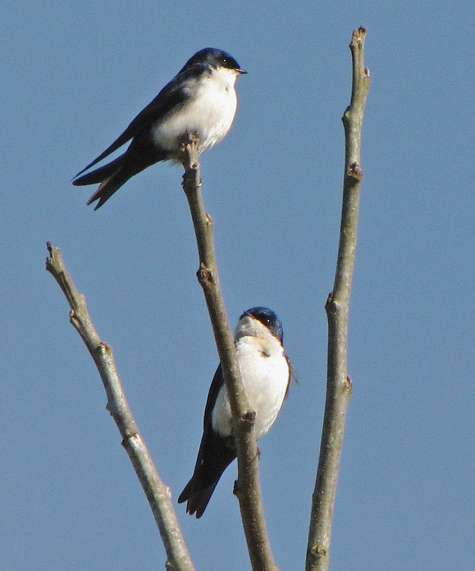 Blue-and-white Swallow - Hugo Hulsberg