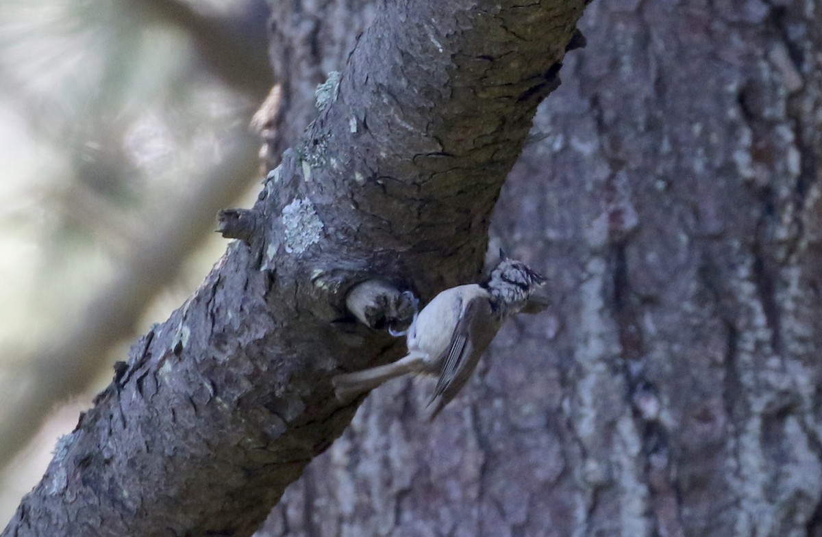 Crested Tit - ML107370481