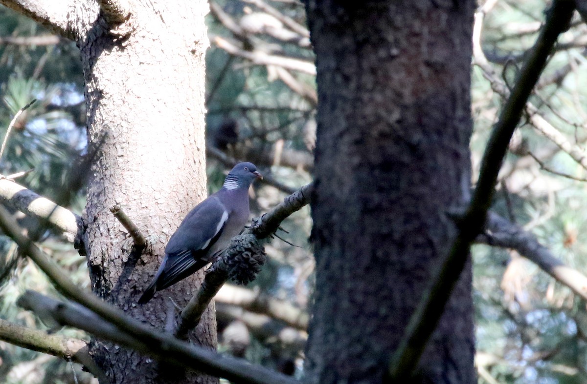 Common Wood-Pigeon (White-necked) - Jay McGowan
