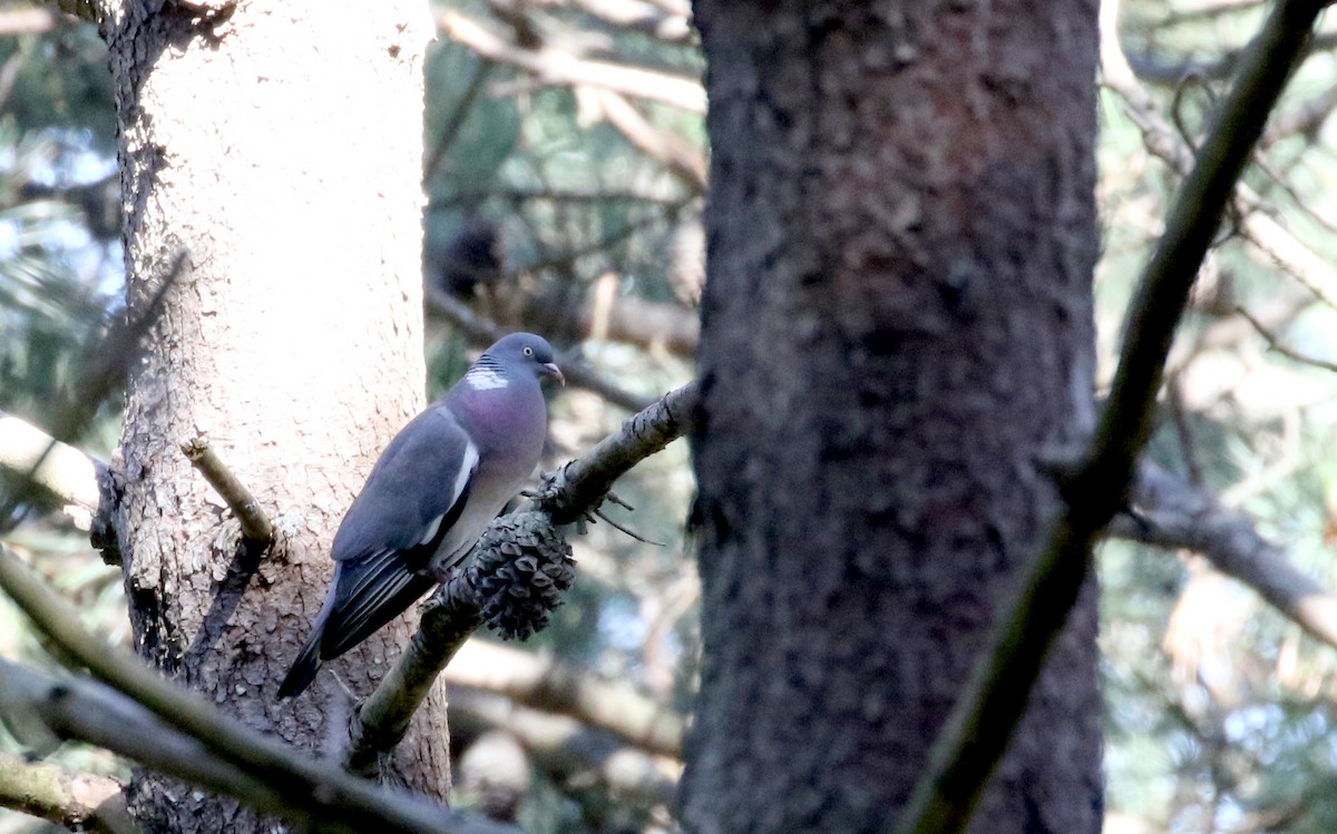 Pigeon ramier (groupe palumbus) - ML107370601