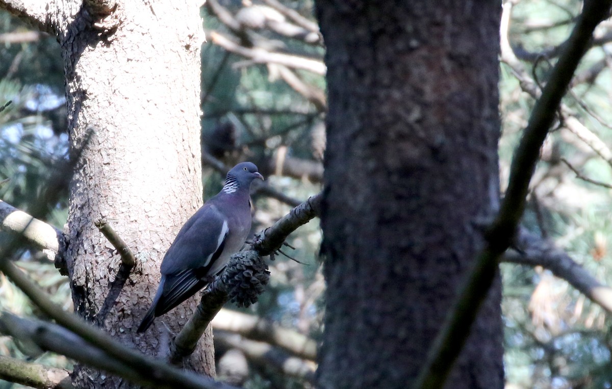 Common Wood-Pigeon (White-necked) - ML107370621