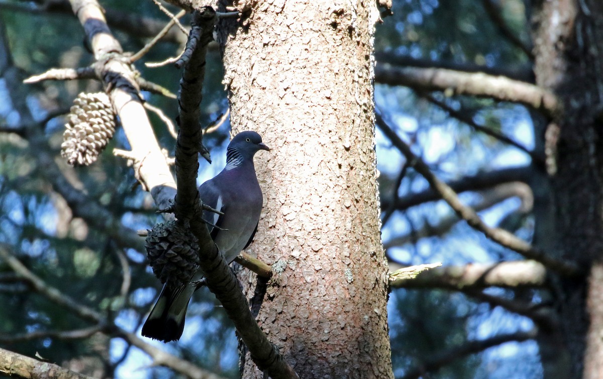 Common Wood-Pigeon (White-necked) - ML107370631