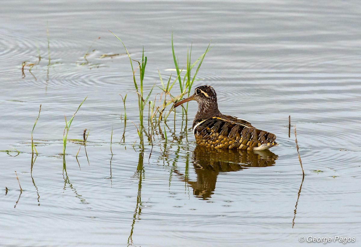 Greater Painted-Snipe - George Pagos