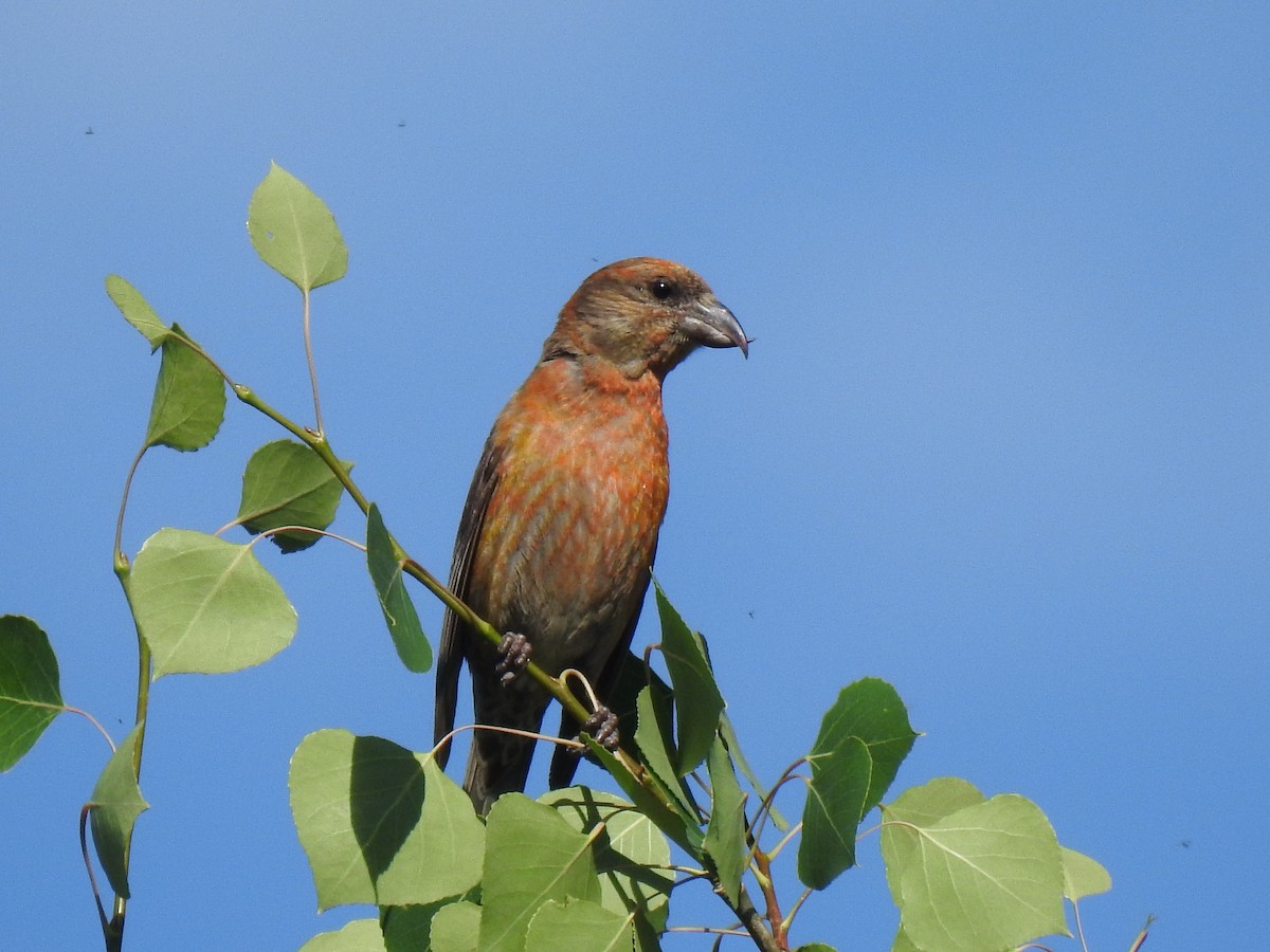 Red Crossbill - Diane Roberts