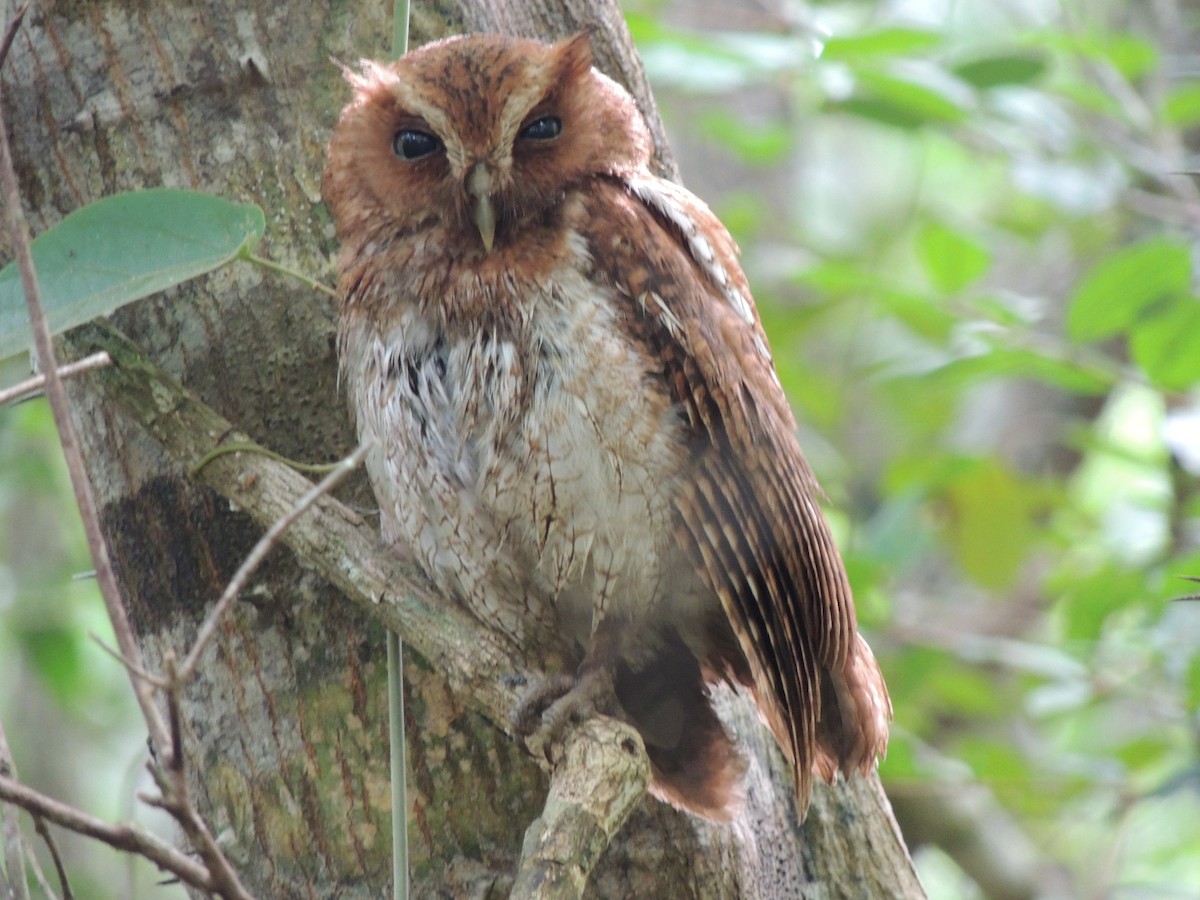 Middle American Screech-Owl (Middle American) - ML107382951