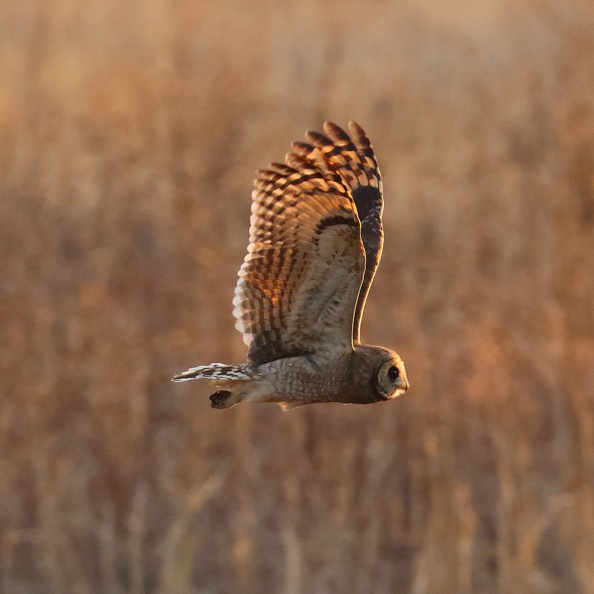 Marsh Owl - Dan Vickers
