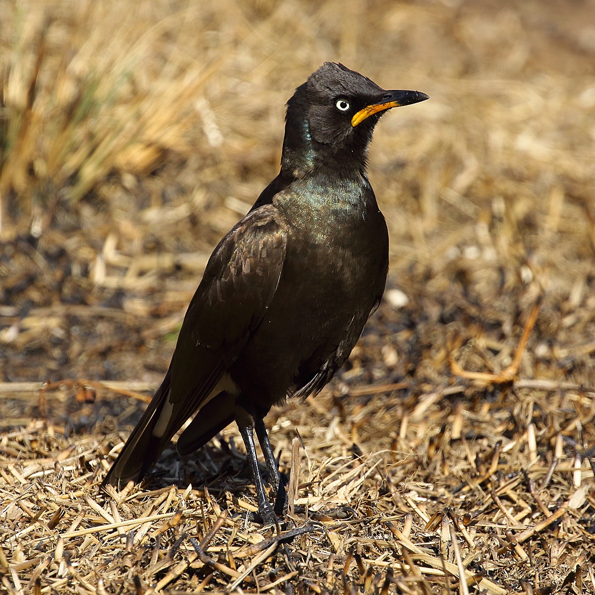 African Pied Starling - ML107385621