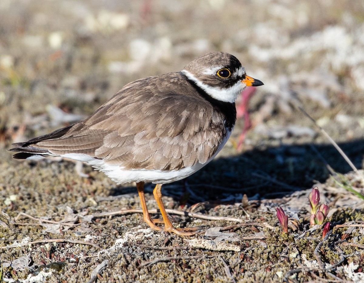 Semipalmated Plover - ML107386591