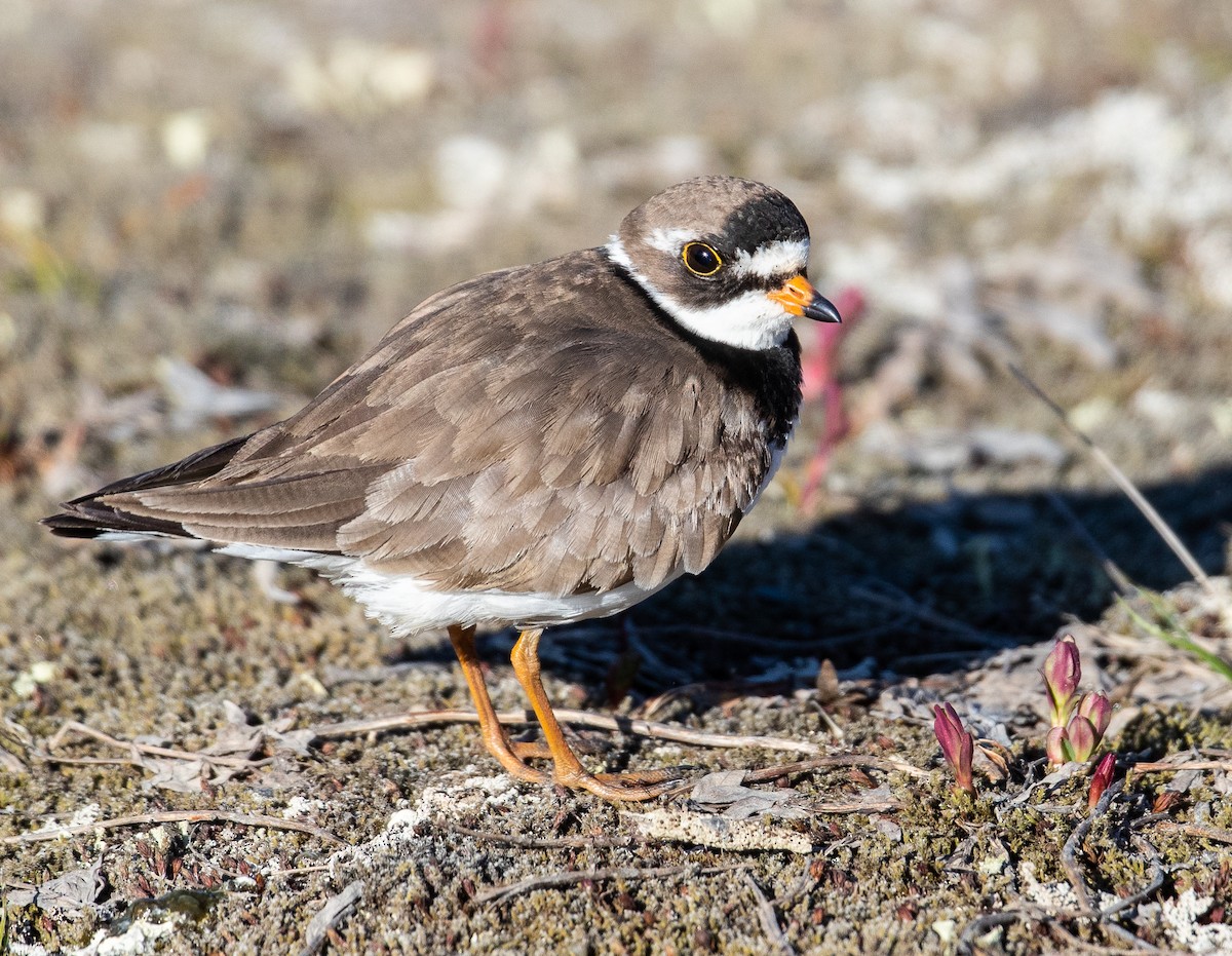Semipalmated Plover - ML107386601