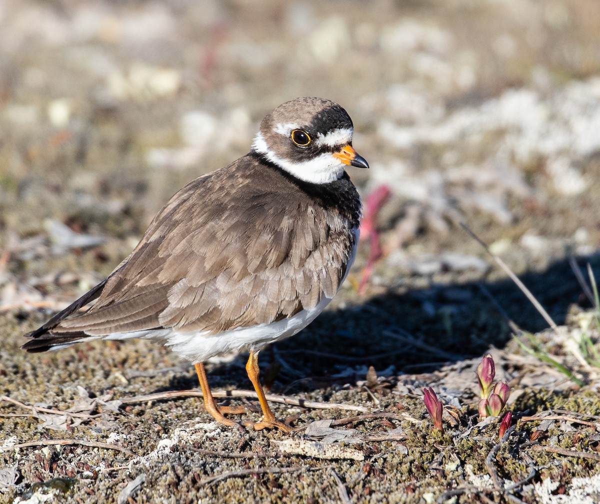 Semipalmated Plover - ML107386611