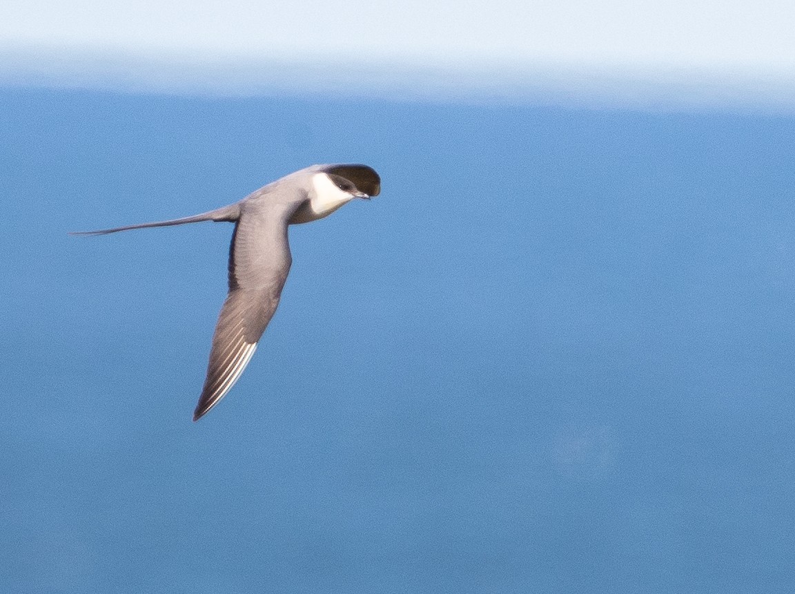 Long-tailed Jaeger - ML107386761