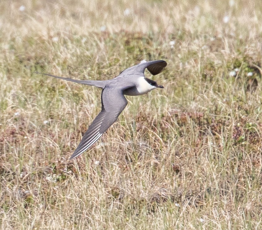 Long-tailed Jaeger - ML107386771